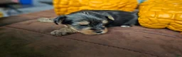 Yorkshire Terrier dogs for sale: Max - Ad 19