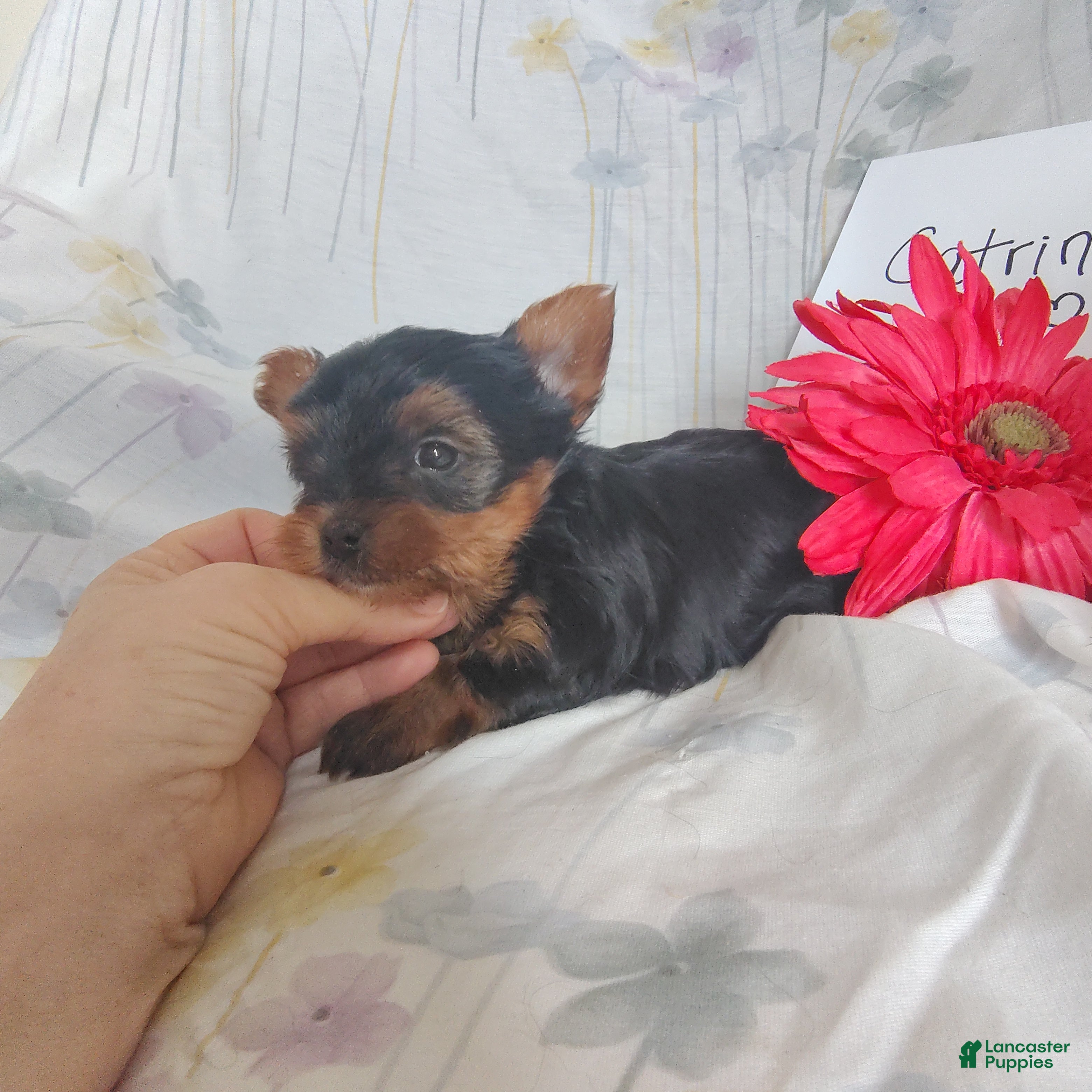 Yorkshire Terrier dogs Catrina - Ad 29