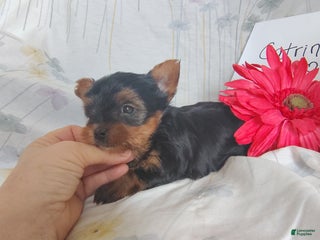 Yorkshire Terrier dogs Catrina - Ad 40