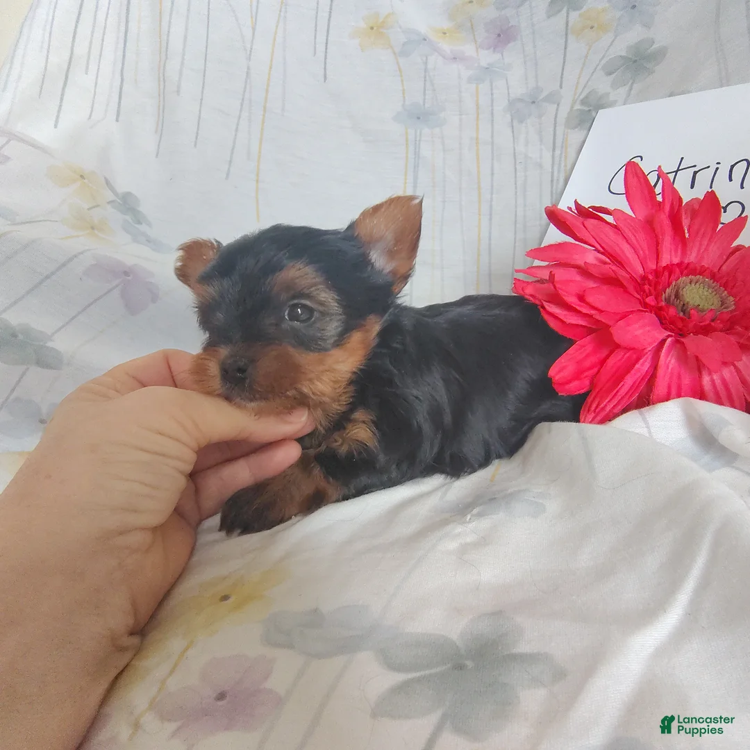 Yorkshire Terrier dogs for sale: Charlie - Ad 8