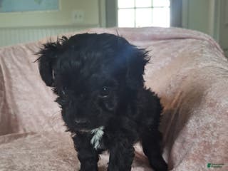 Mini Aussiedoodle dogs Maz - Ad 6