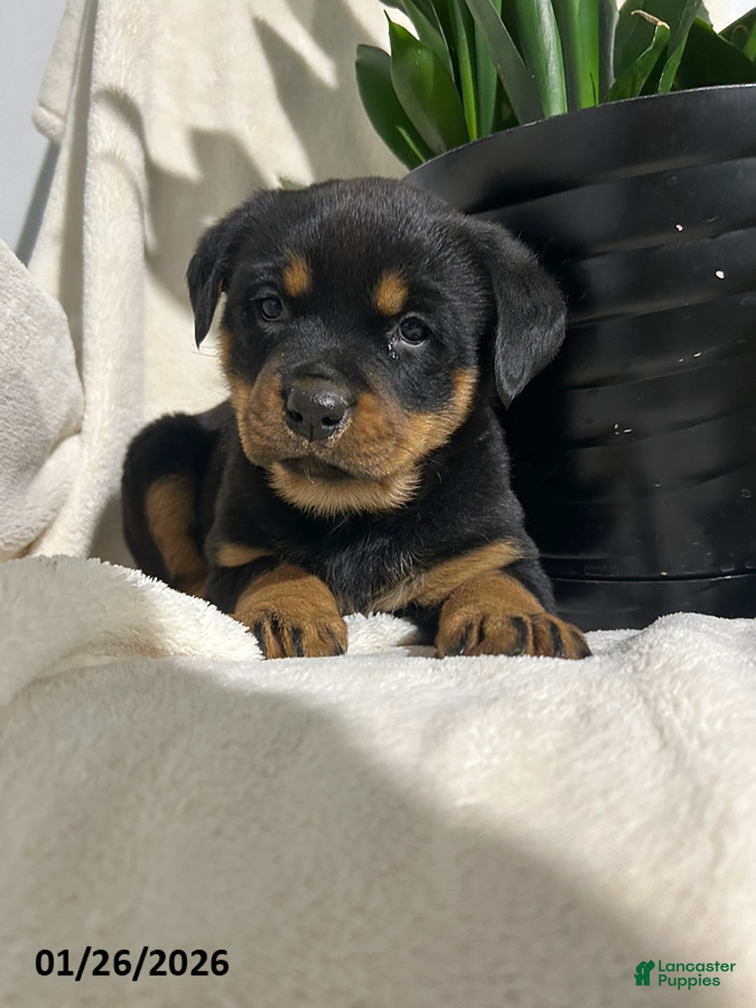 Rottweiler dogs for sale: Bailey - Ad 4