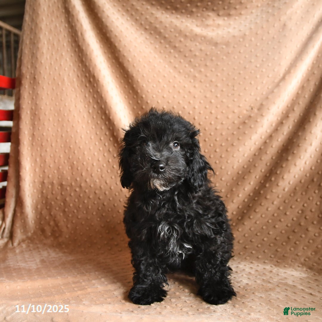 Mini Aussiedoodle dogs for sale: Chip - Ad 3