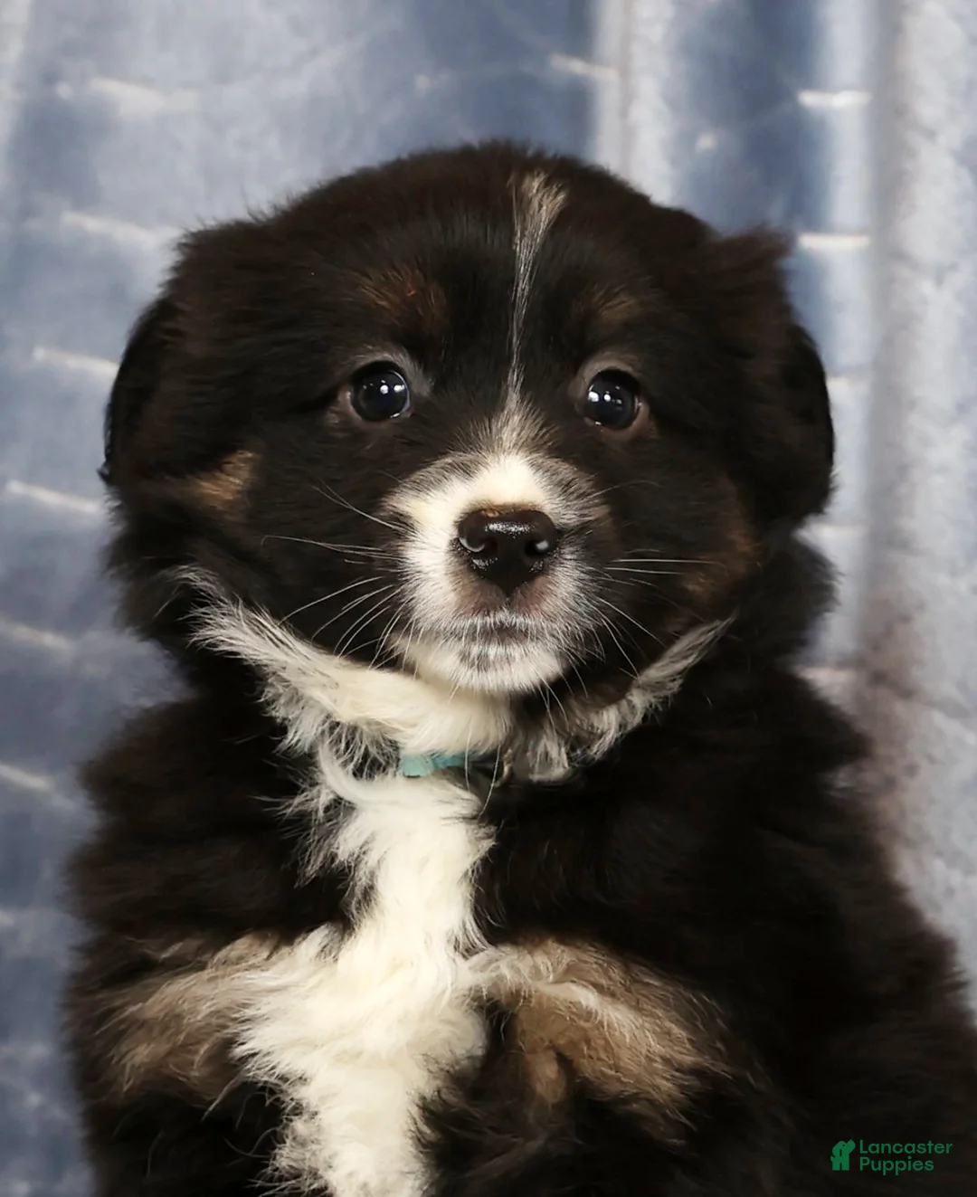 Miniature Australian Shepherd dogs for sale: Ernie - Ad 5