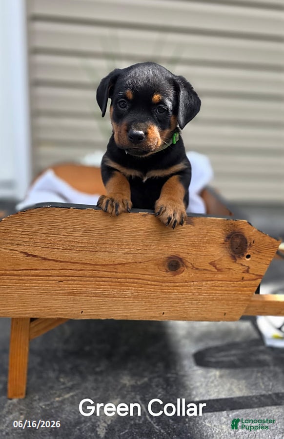 Rottweiler dogs Rosie - Ad 19