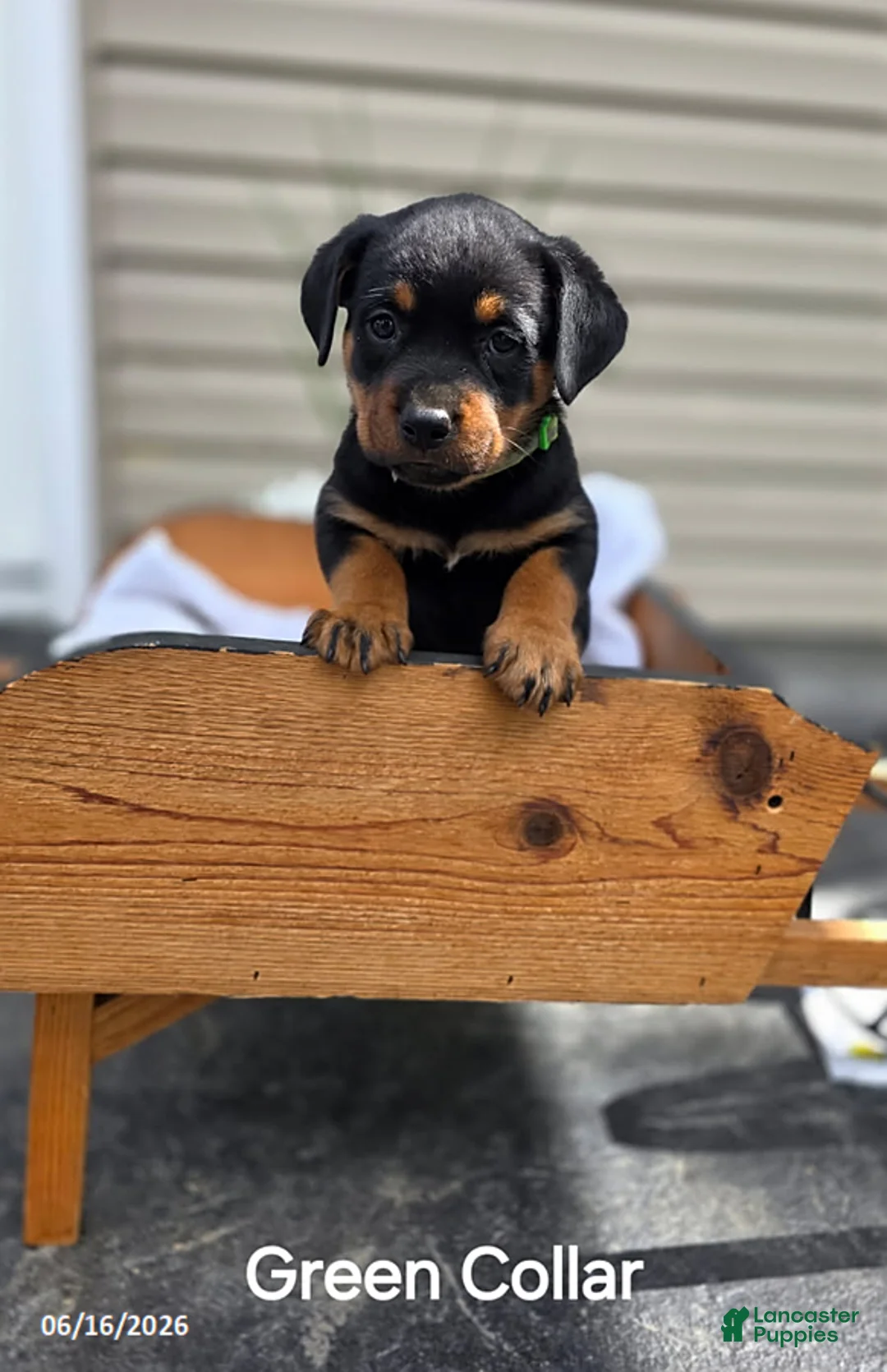 Rottweiler dogs for sale: Rosie - Ad 1