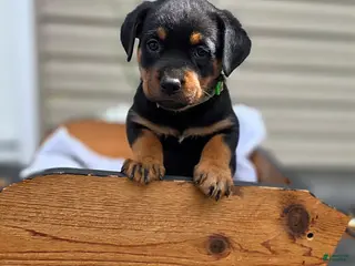 Rottweiler dogs Rosie - Ad 19