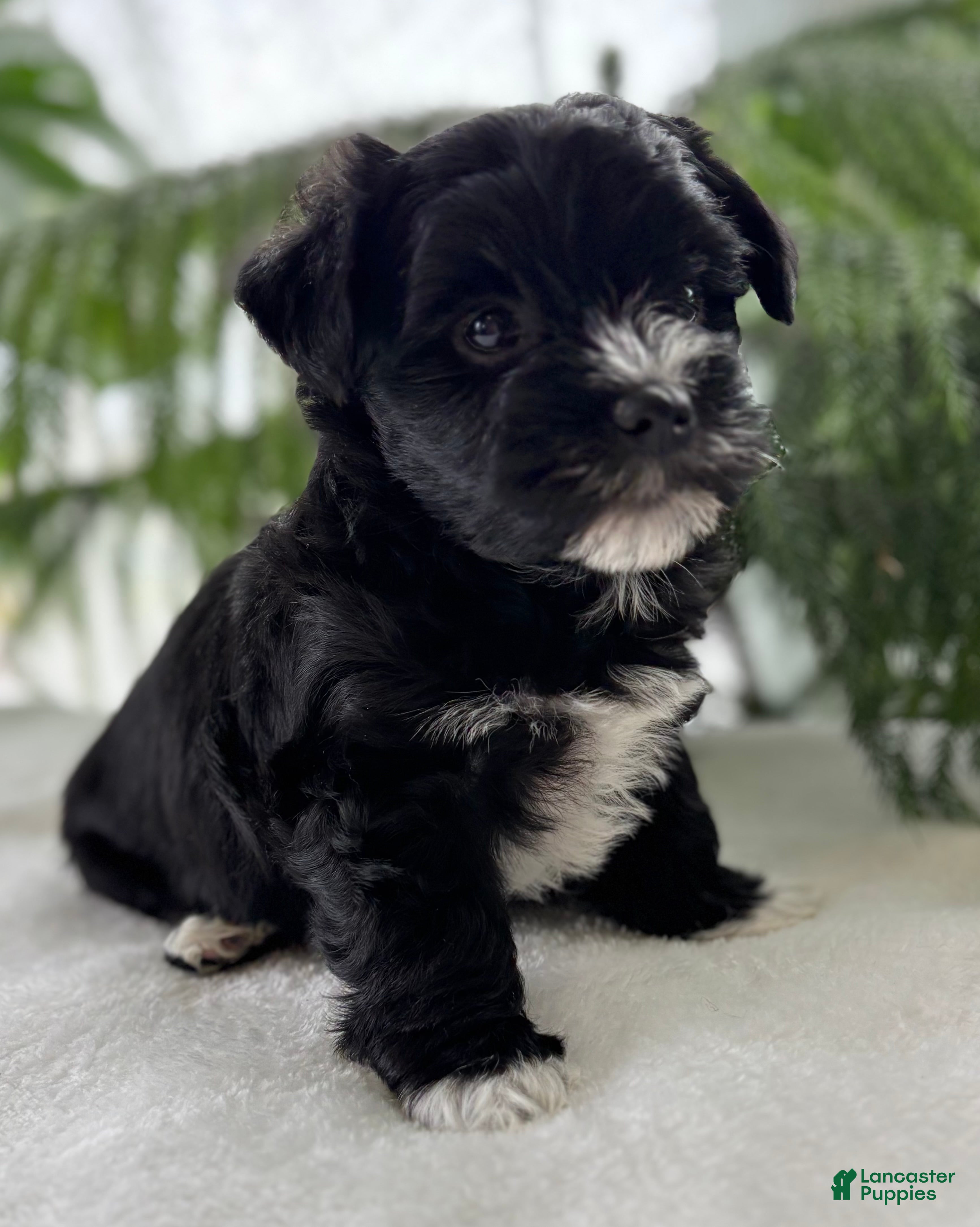 Morkie dogs Jax - Ad 2