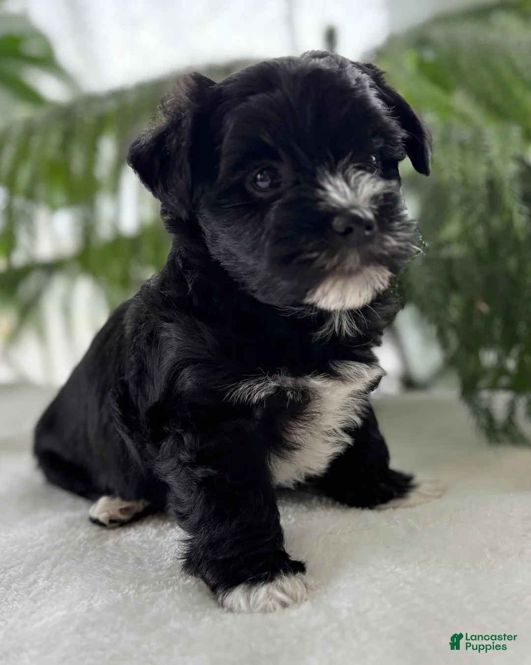 Morkie dogs for sale: Jax - Ad 2