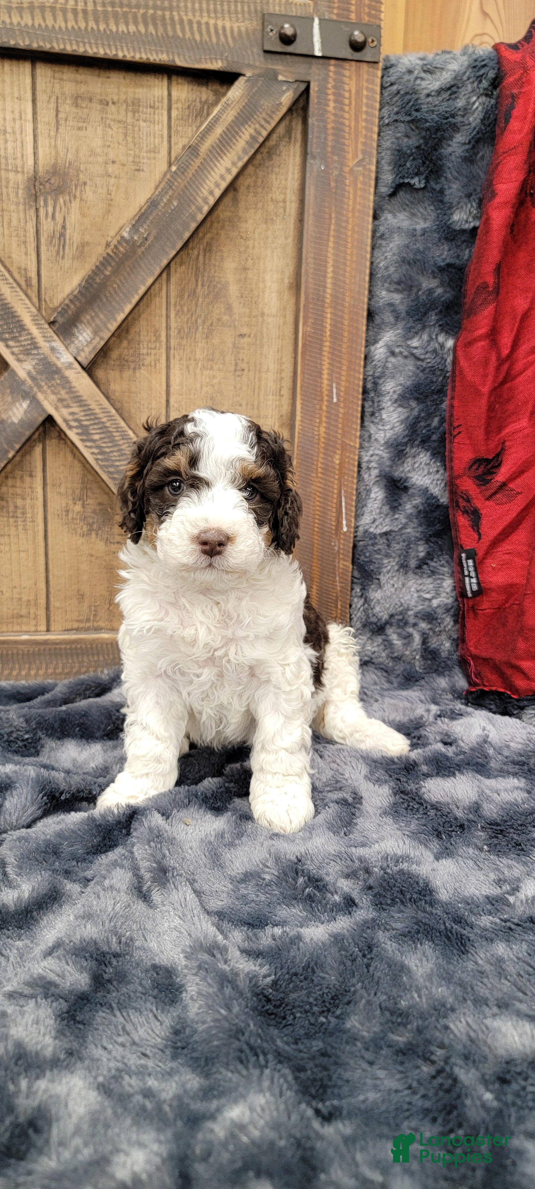 Cockapoo dogs Sonny - Ad 1