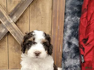 Cockapoo dogs for sale: Sonny - Ad 2