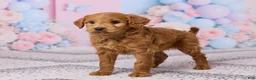 Mini Goldendoodle dogs for sale: Snickers - Ad 5