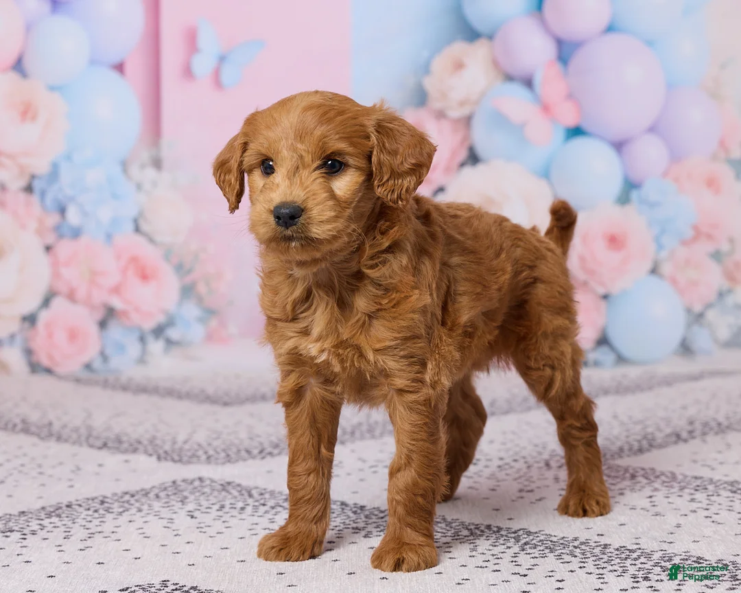 Mini Goldendoodle dogs for sale: Snickers - Ad 5