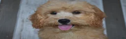 Cavapoo dogs for sale: Melody - Ad 4