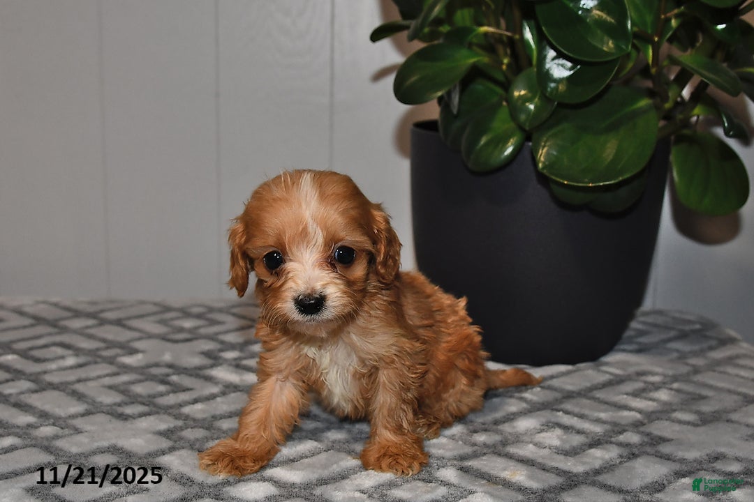 Cavapoo dogs for sale: Evan - Ad 5