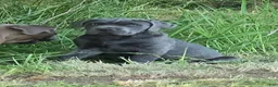Cane Corso dogs for sale: Cane Corso 5 - Ad 4