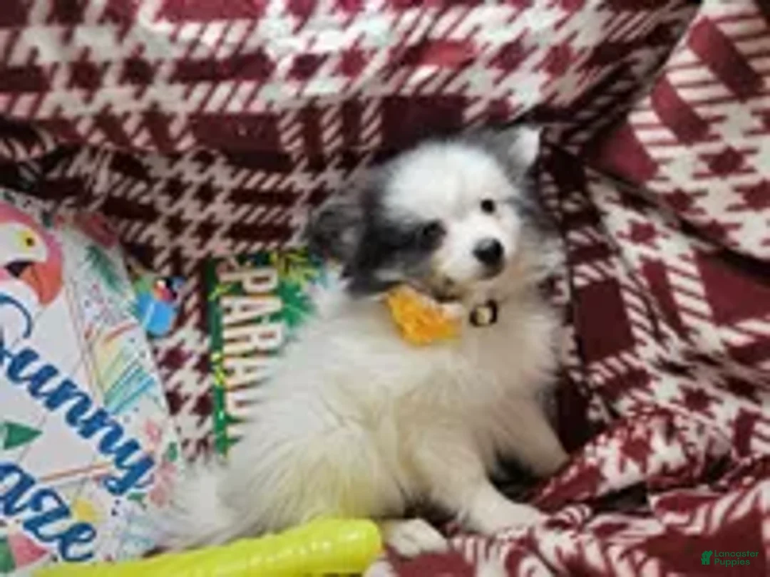 Pomeranian dogs for sale: Al Thea (F tri) - Ad 1