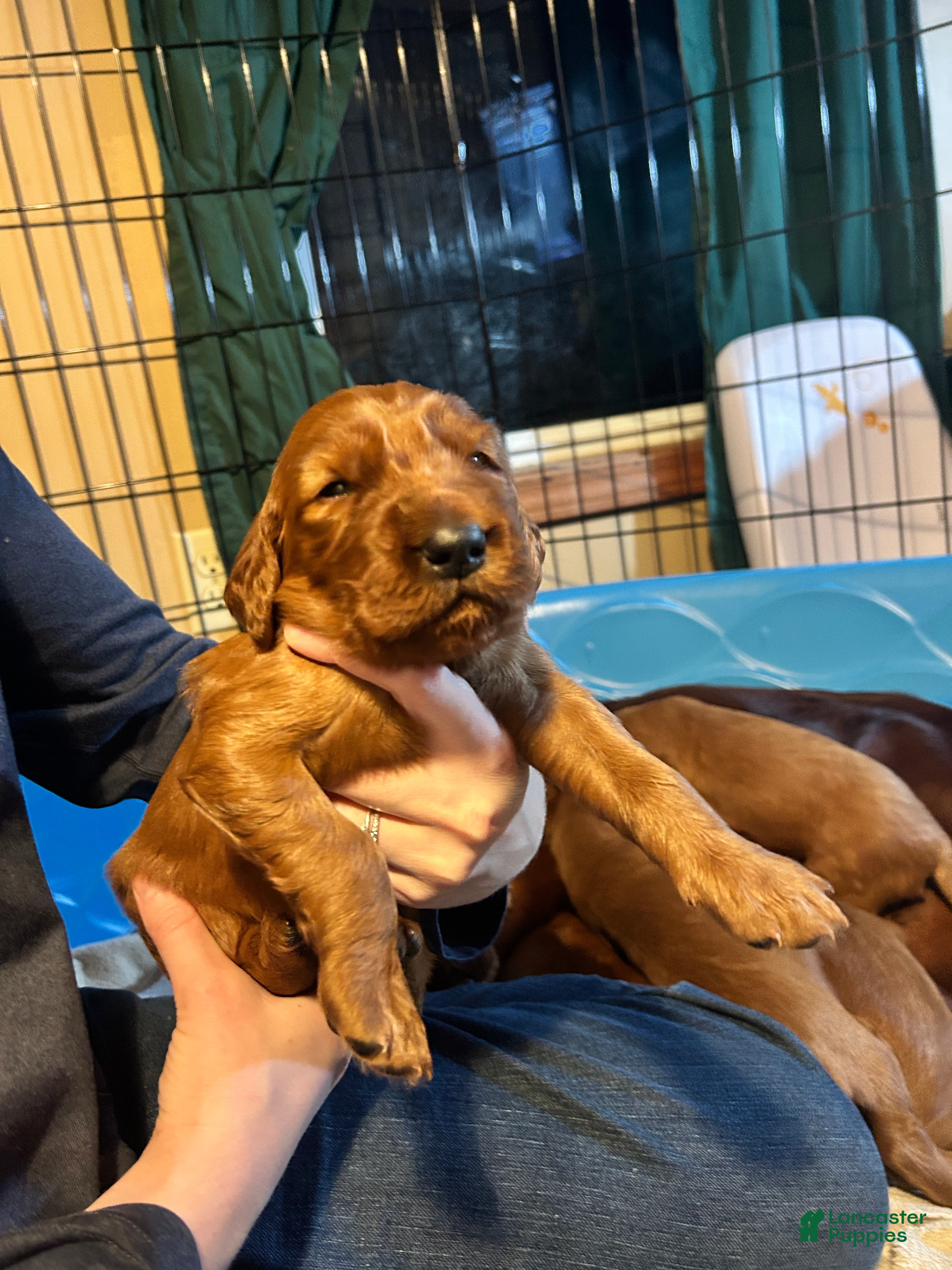 Irish Setter dogs Irish Setter Puppy 7 - Ad 17