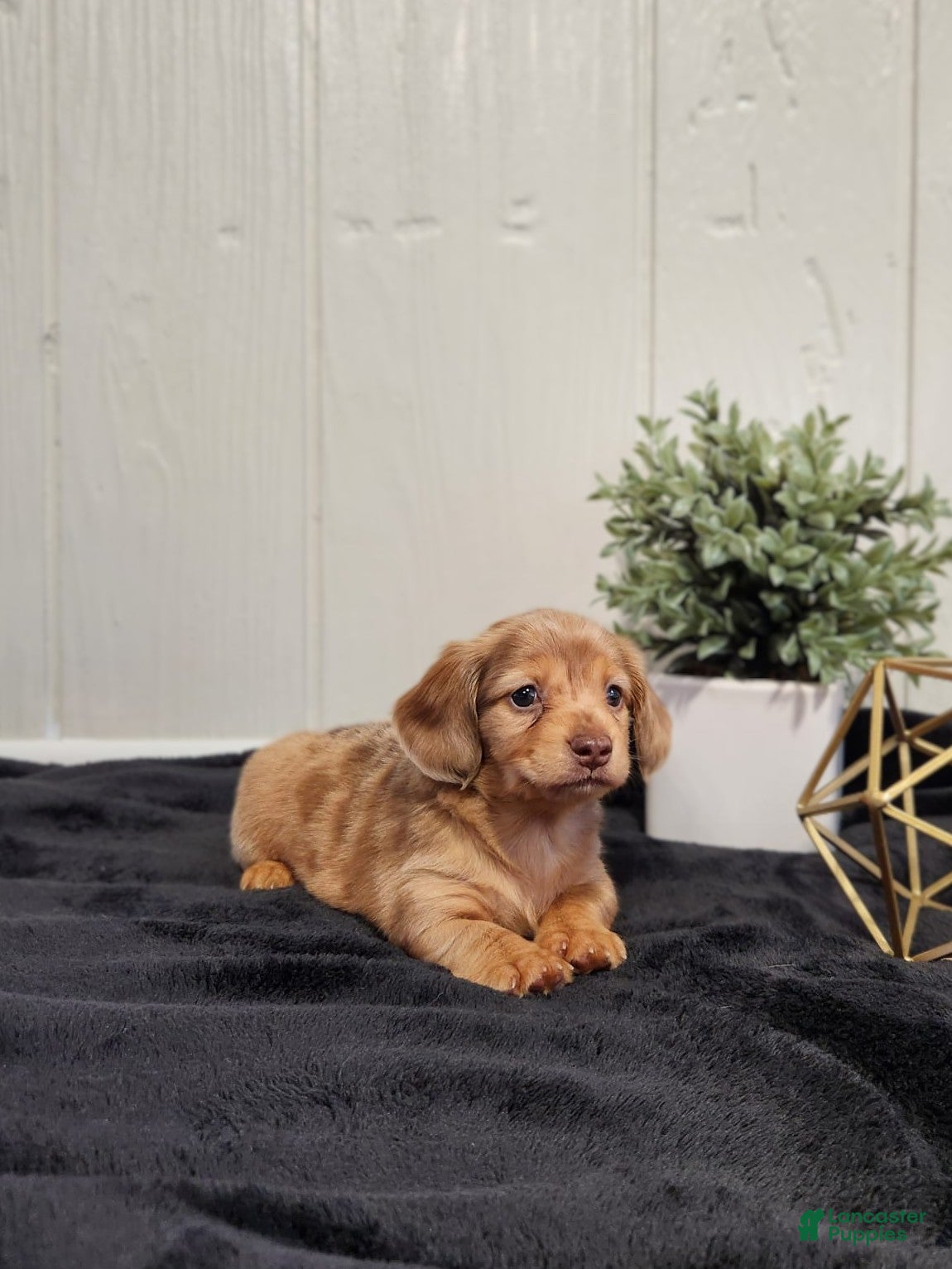 Miniature Dachshund dogs River - Ad 2
