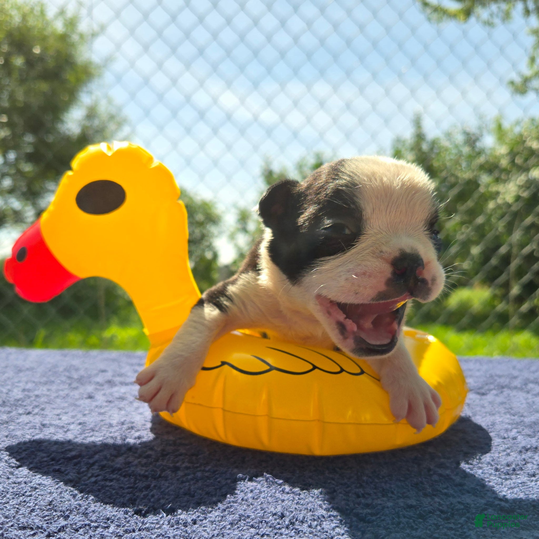 Olde English Bulldogge dogs Forky - Ad 1