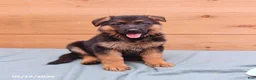 German Shepherd dogs for sale: Griffin - Ad 4