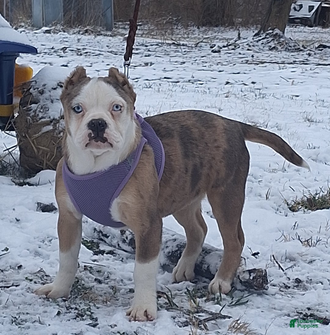 Mixed Breed dogs for sale: Savanna Tiny mini bulldog  - Ad 16