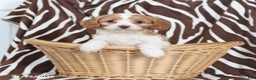 Cavapoo dogs for sale: Scooter - Ad 1