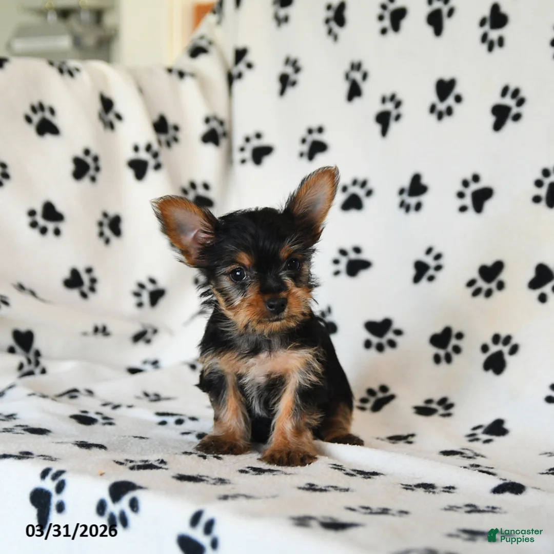 Yorkshire Terrier dogs for sale: Paula - Ad 5
