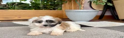Mixed Breed dogs for sale: Lhasa/Coton male 1 - Ad 9