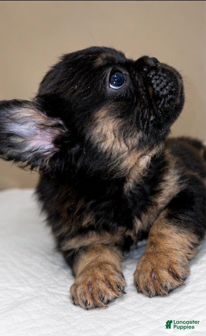 French Bulldog dogs Max - Ad 2