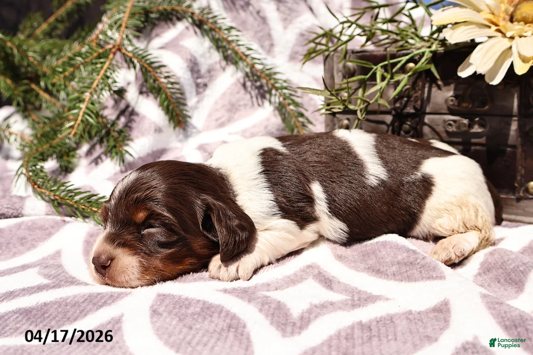 Miniature Dachshund dogs for sale: Mandi - Ad 4
