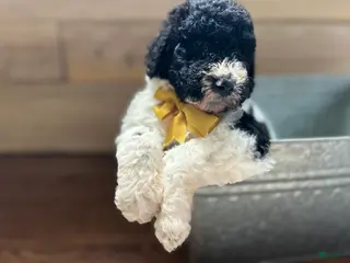 Goldendoodle dogs Goldendoodle Puppy 2 - Ad 38