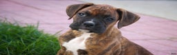 Boxer dogs for sale: Gemma - Ad 15