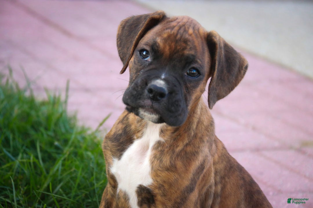 Boxer dogs for sale: Gemma - Ad 15
