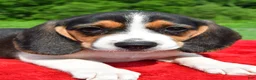 Beagle dogs for sale: Hazel - Ad 3