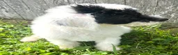 Mixed Breed dogs for sale: Vega - Ad 5
