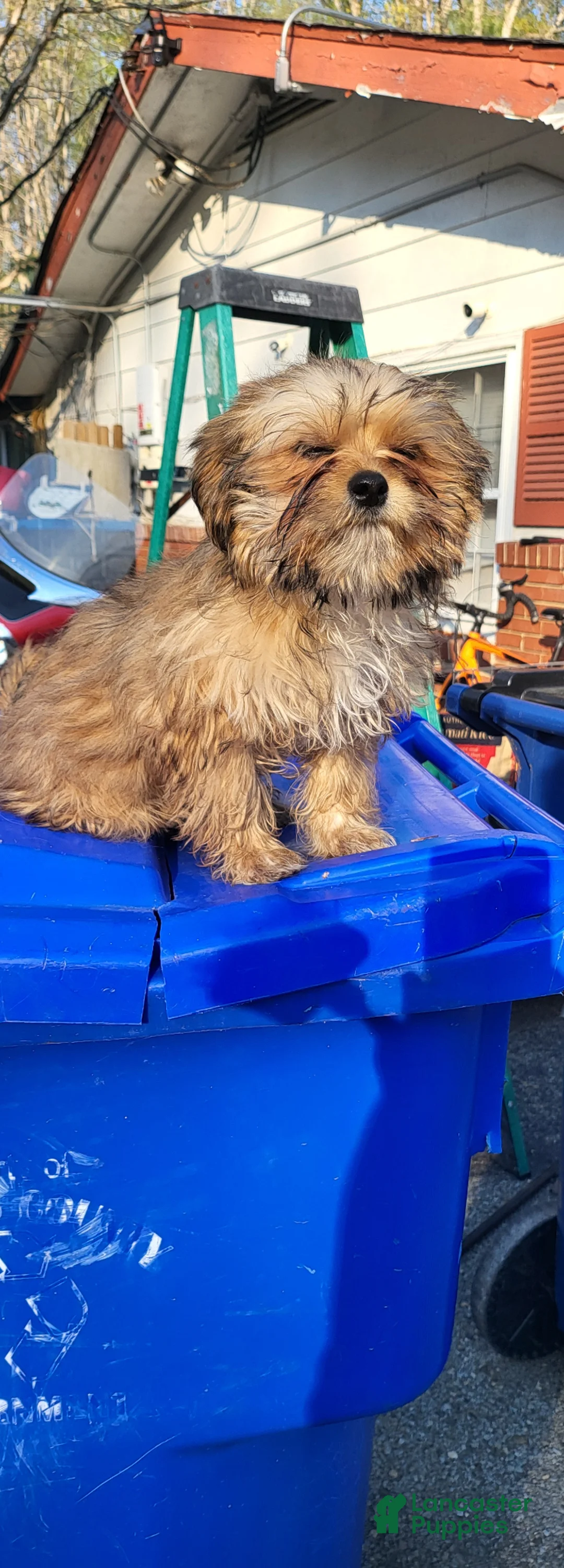 Shih Tzu dogs for sale: Shih Tzu Puppy 2 - Ad 2