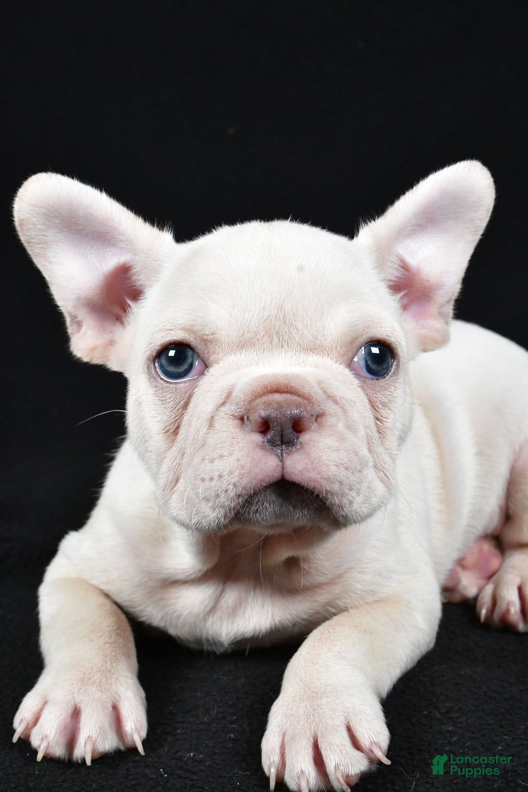 French Bulldog dogs for sale: Rudolph - Ad 4