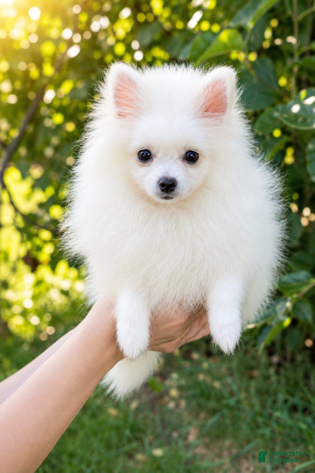 Pomeranian dogs Pomeranian Puppy female Zoey  - Ad 17