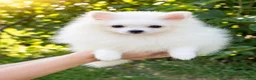 Pomeranian dogs for sale: Pomeranian Puppy female Zoey  - Ad 1