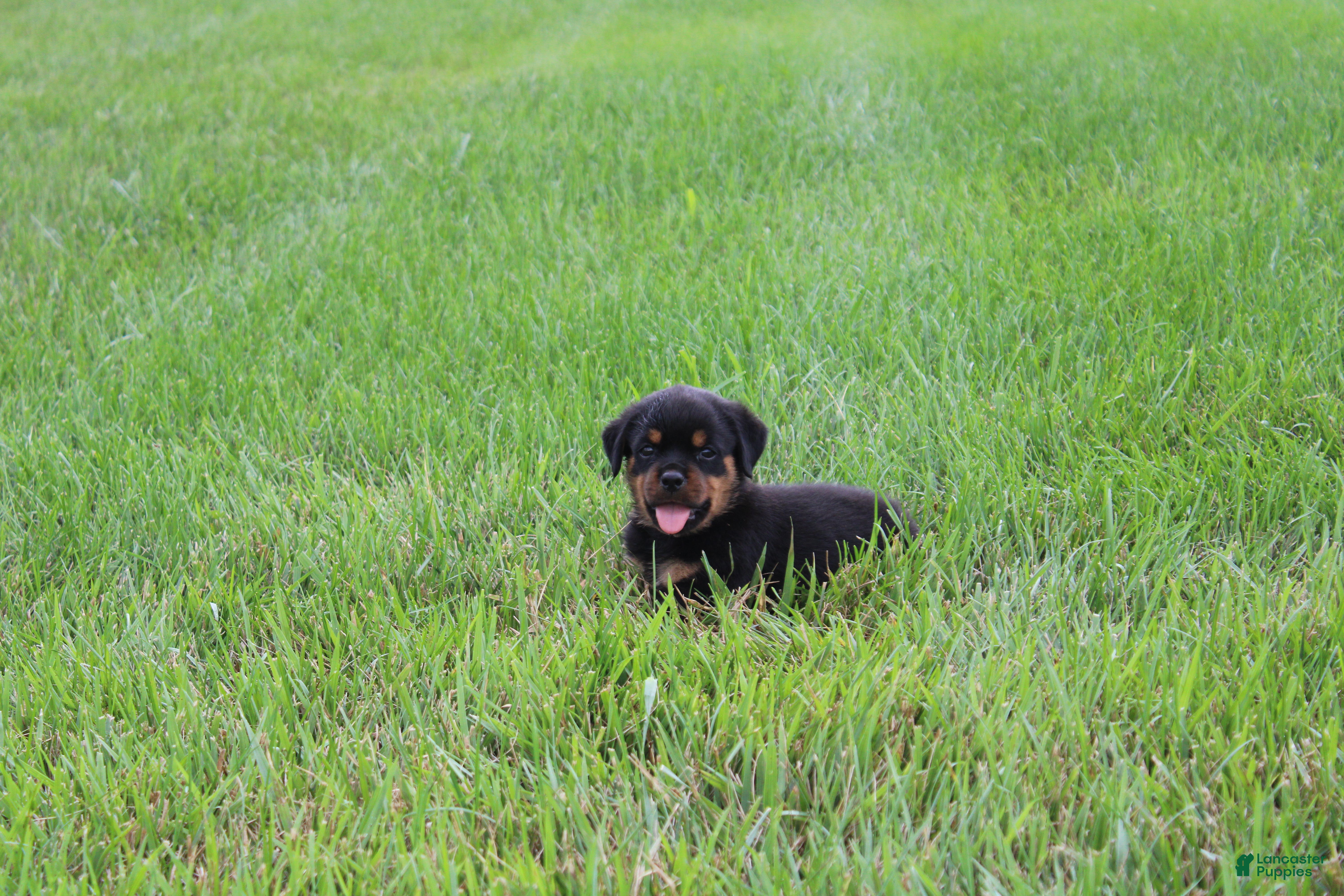 Rottweiler dogs Brooke - Ad 2