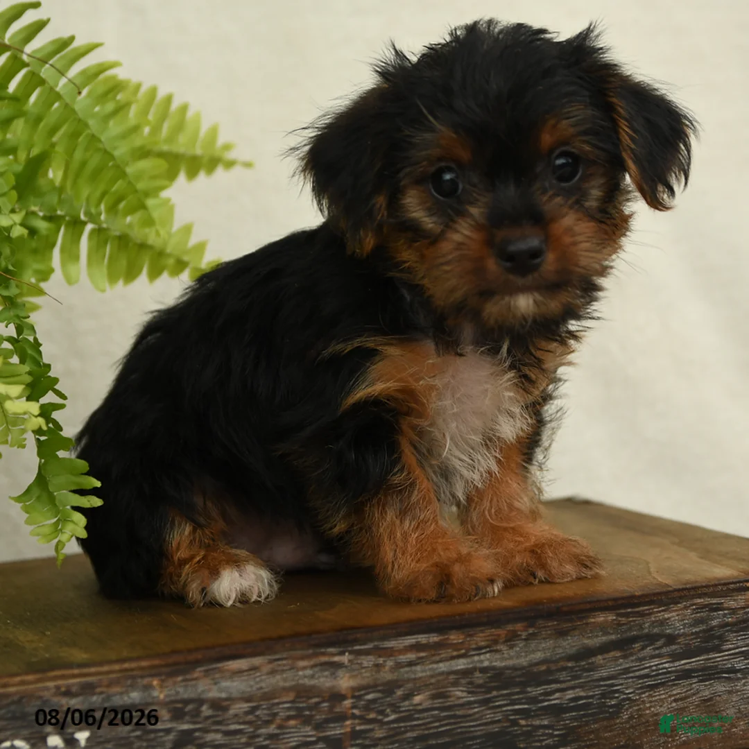 Shorkie dogs for sale: Lucas - Ad 1