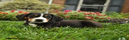 Greater Swiss Mountain Dog dogs for sale: Thor - Ad 3