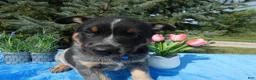 Australian Cattle Dog dogs for sale: Australian Cattle Dog 1 Trigger - Ad 3