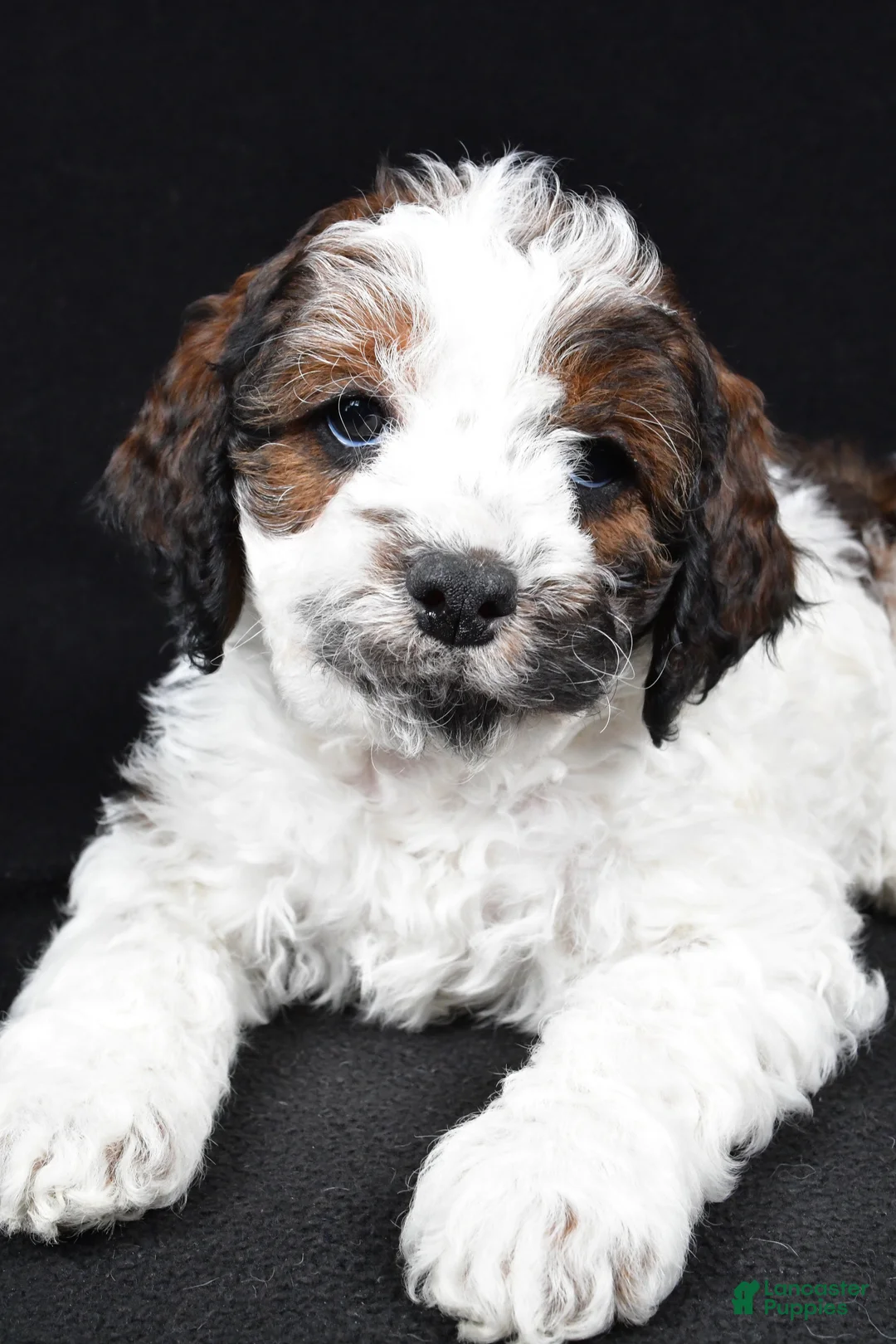 Cockapoo dogs for sale: Denver - Ad 4