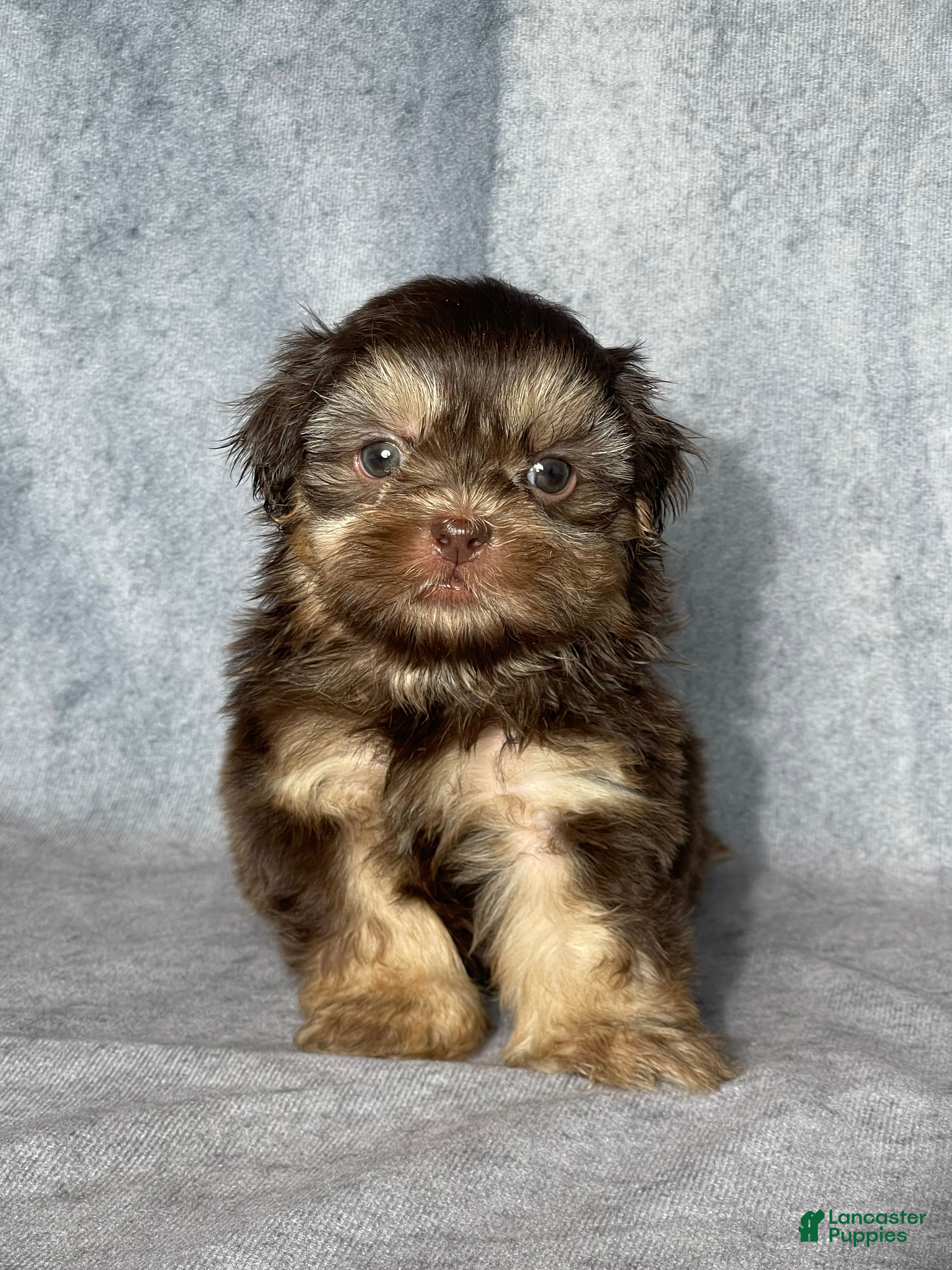 Shih Tzu dogs Hank - Ad 2