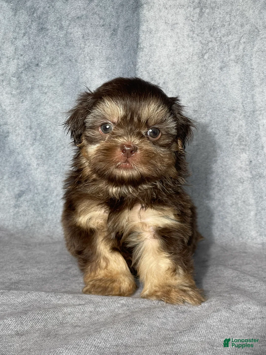 Shih Tzu dogs for sale: Hank - Ad 2