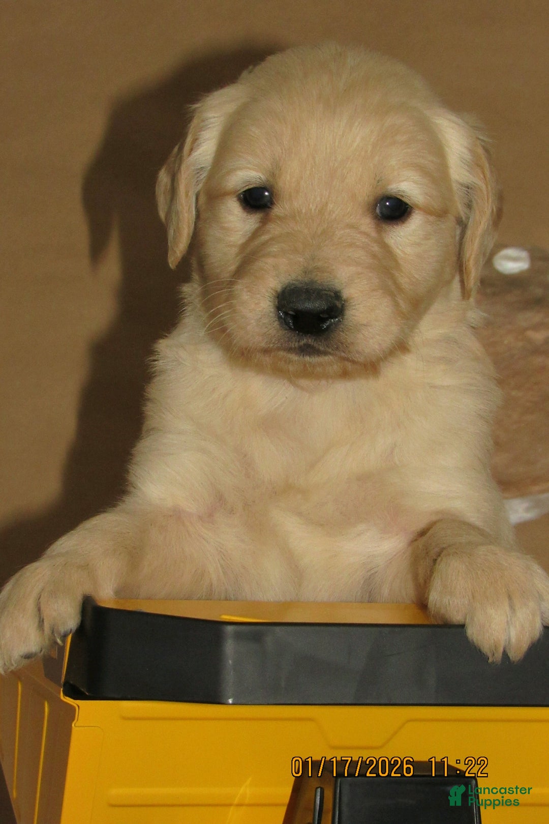 Golden Retriever dogs for sale: Golden Retriever Puppy 4 Rye - Ad 3