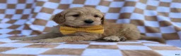 Goldendoodle dogs for sale: Benson - Ad 6