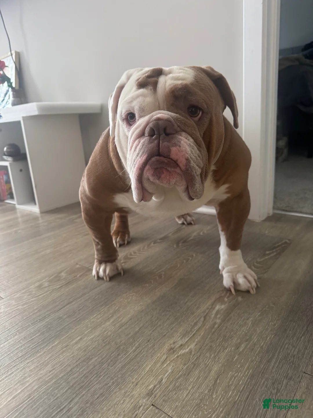 English Bulldog dogs for stud: English Bulldog - Ad 2